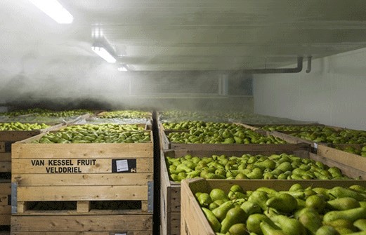 fruit storage